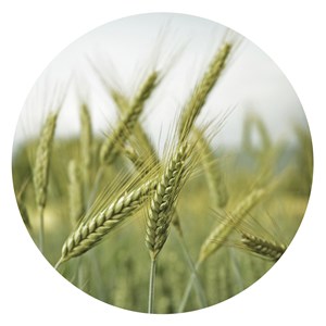 Akustiktavla ABA, sädesslag Ø 80 cm