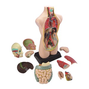 Anatomisett 50 cm