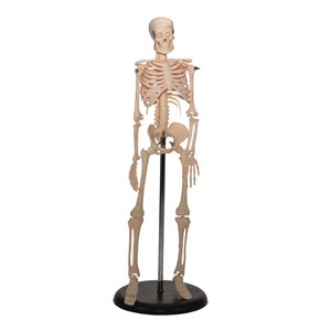 Skjelett 45 cm